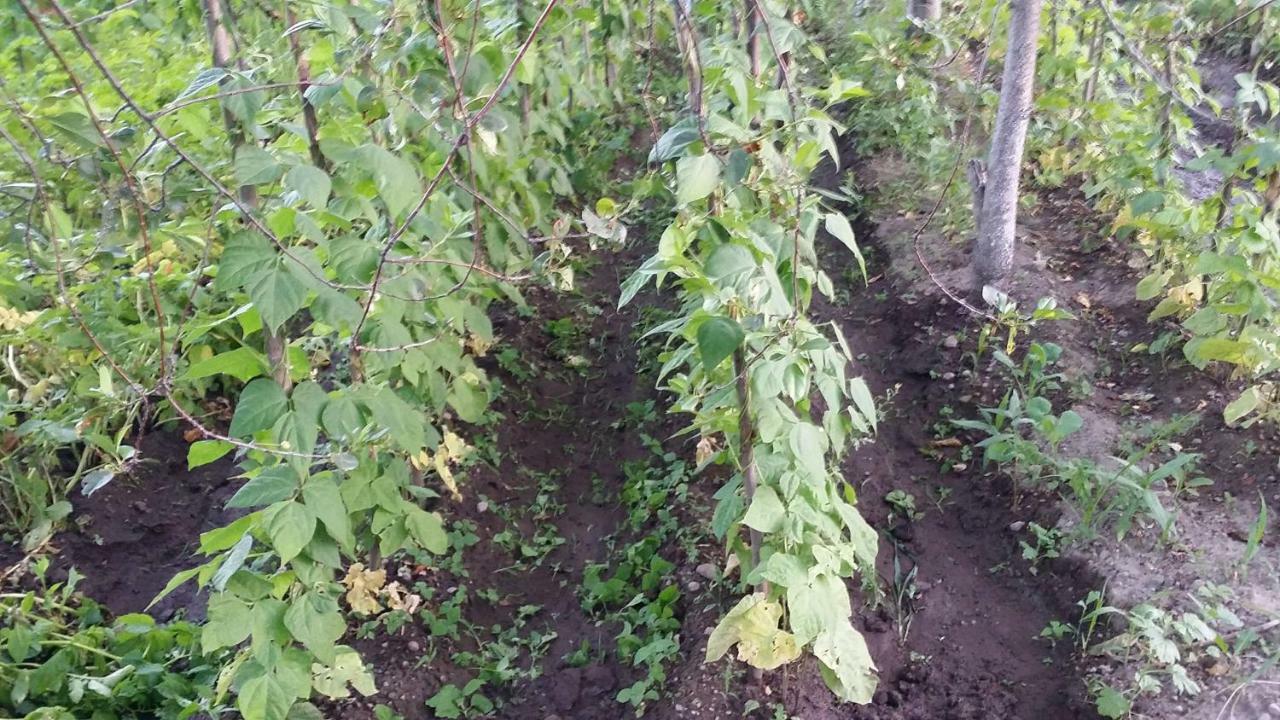 Verishen Guest House B&B Goris Esterno foto